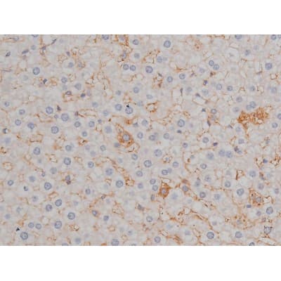 Polyclonal Rabbit anti-Human HSP90AB1 / HSP90 Alpha B1 Antibody (phospho-Ser254, IHC, IF, WB)