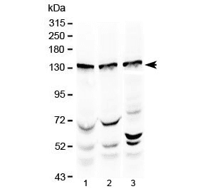 XPO5 / Exportin 5 Antibody