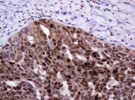 PCNA Antibody (clone OTI3D6)