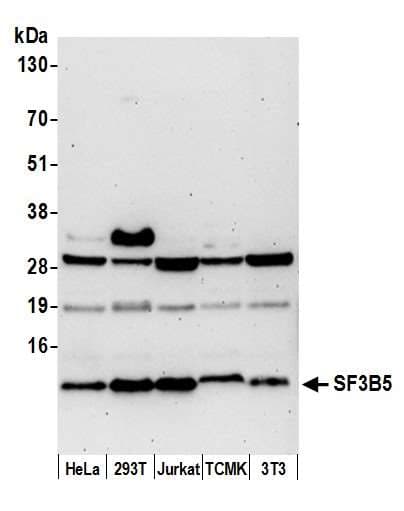 SF3B5 Antibody (aa1-50)