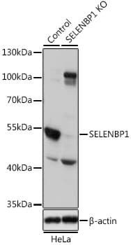 Selenium Binding Protein 1 Antibody