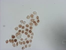 Monoclonal Mouse BrdU Antibody (clone 8B8, IHC, IF)