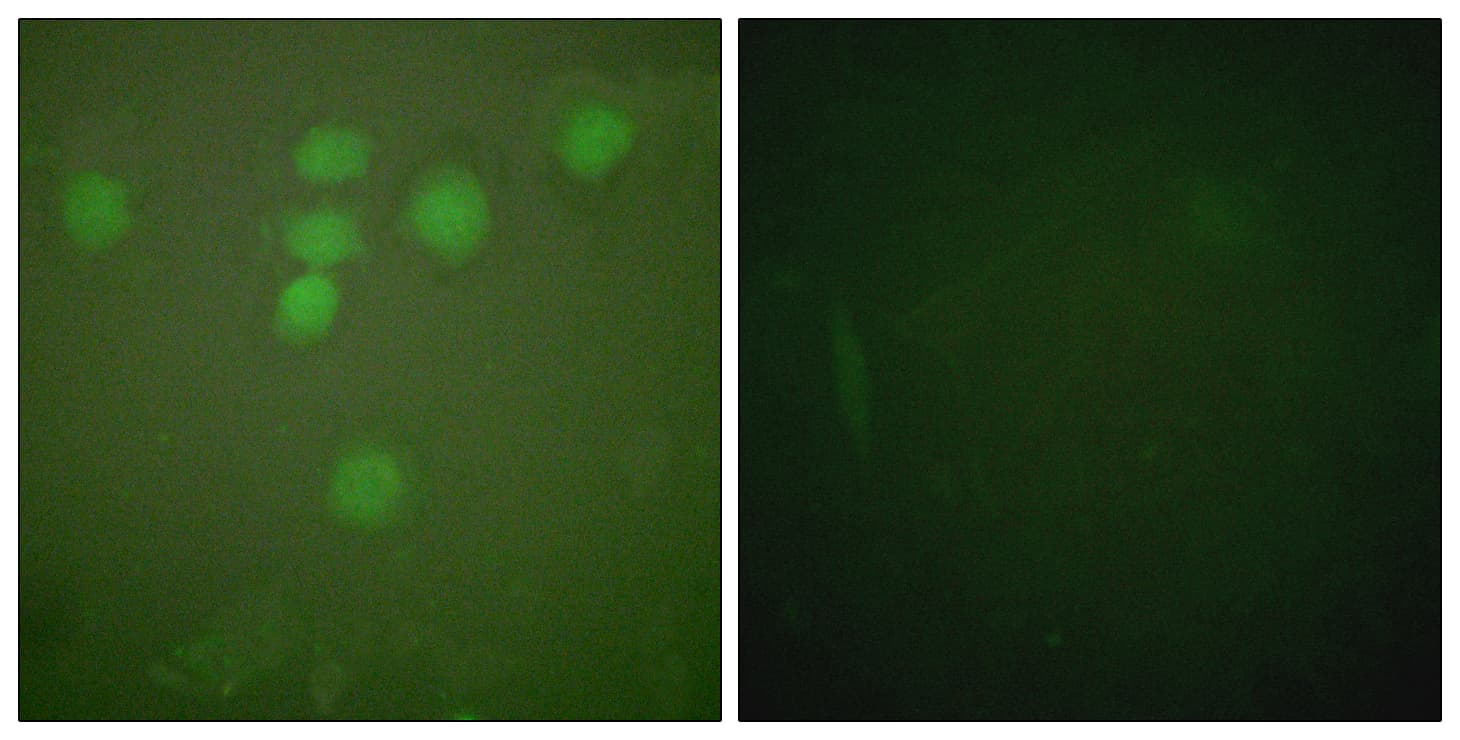 CREB1 / CREB Antibody (aa111-160)