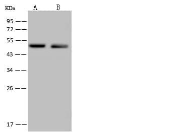 C14orf80 Antibody