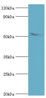 AEBP2 Antibody (aa248-517)