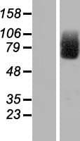 CIRH1A Protein (Over-Expression Lysate Myc-DDK (Flag))
