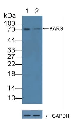 Polyclonal Rabbit anti-Human KARS Antibody (aa323-553, WB)
