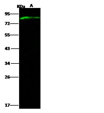 Polyclonal Rabbit anti-Zaire Ebolavirus Zaire Ebolavirus Matrix Protein VP40 Antibody (Preservative Free, WB)