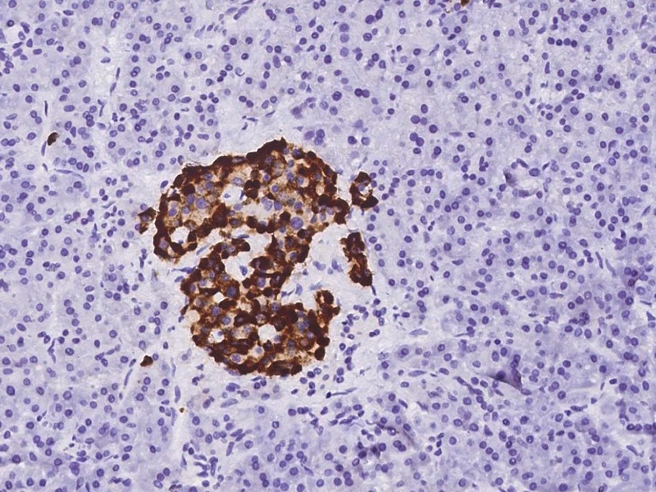 SCG5 / 7B2 Antibody