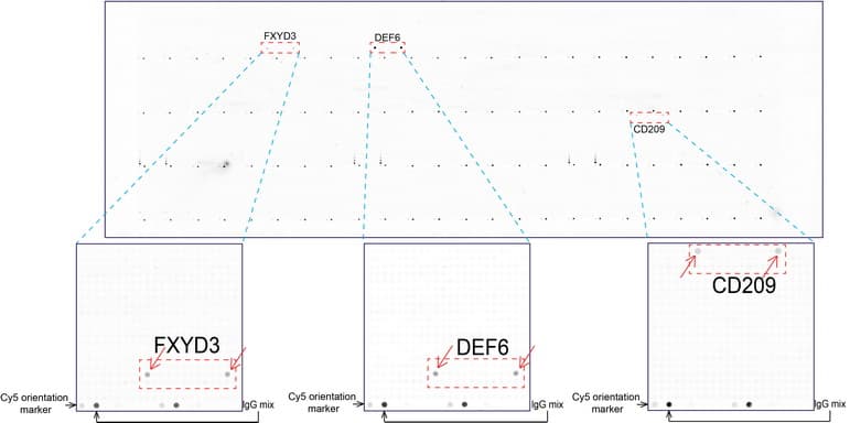 DEF6 Antibody (clone UMAB51, Carrier-free)