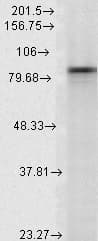 IHC-plus™ HSP90AA / HSP90 Alpha Antibody (clone Hyb-K41009)