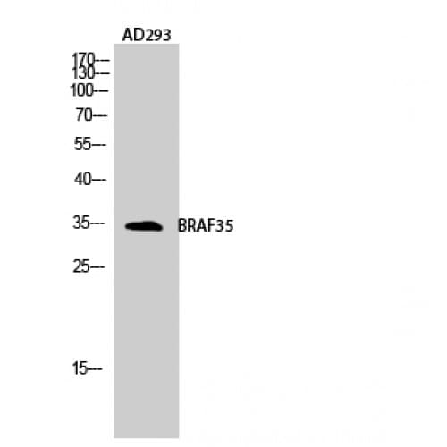 HMG20B / BRAF35 Antibody (10-90 aa, N-terminal)