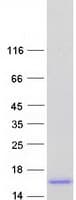 Human NFE4 / NF-E4 Protein (Recombinant Myc-DDK (Flag))