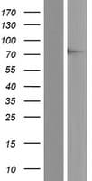 Human FMR1 / FMRP Protein (Over-Expression Lysate Myc-DDK (Flag))