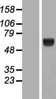 Human KLHDC4 Protein (Over-Expression Lysate Myc-DDK (Flag))