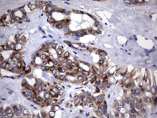 DDOST / OST48 Antibody (aa131-378, clone OTI2H1, Carrier-free)