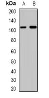 CAPRIN1 Antibody