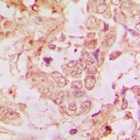 HRG Antibody