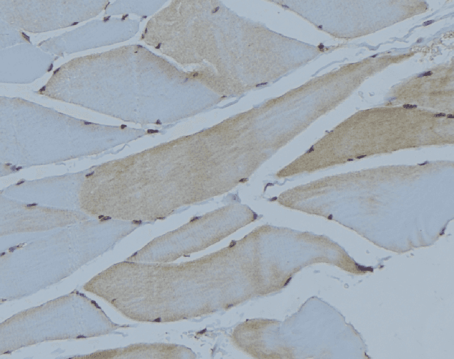 AUTL1 / ATG4C Antibody