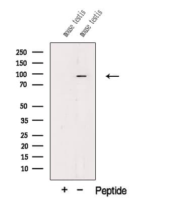 Polyclonal Rabbit anti-Human PIWIL1 / PIWI Antibody (WB)