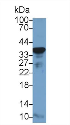GAPDH Antibody (aa154-324, Cy3)