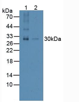 TNFSF11 / RANKL / TRANCE Antibody (aa79-247, APC)