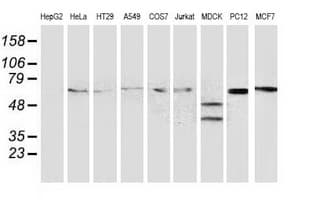 Monoclonal Mouse anti-Human BECN1 / Beclin-1 Antibody (clone OTI3F3, IHC, IF, WB)