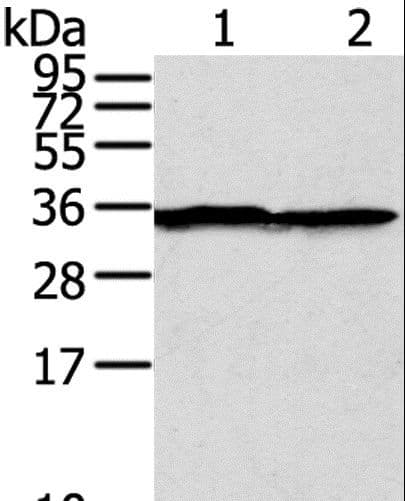 STX3 / Syntaxin 3 Antibody