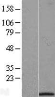 IFI27L1 Protein (Over-Expression Lysate Myc-DDK (Flag))