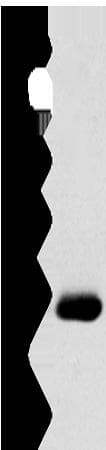 Polyclonal Rabbit anti-Human SERINC4 Antibody (WB)
