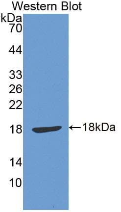 CDH2 / N Cadherin Antibody (aa295-414, Biotin)