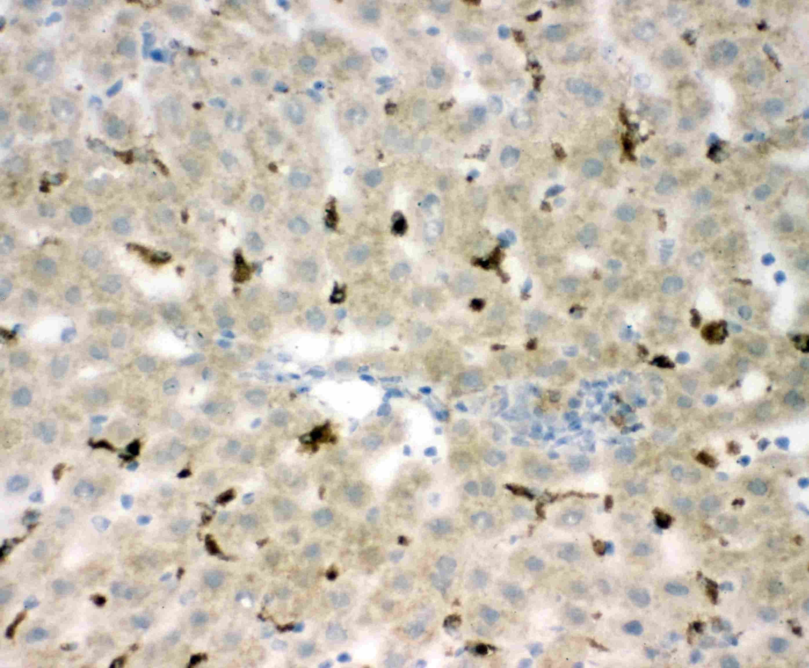 CD68 Antibody (aa312-326)