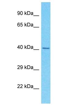 SDE2 / C1orf55 Antibody (aa171-220)