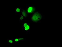 C16orf72 Antibody (clone OTI2B8, Carrier-free)