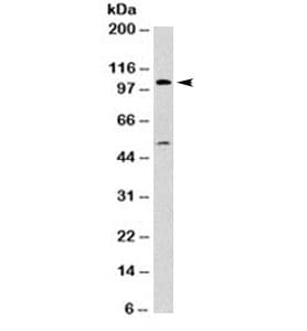 Monoclonal Mouse anti-Human MVP / VAULT1 Antibody (clone 1032, IHC, IF, WB)