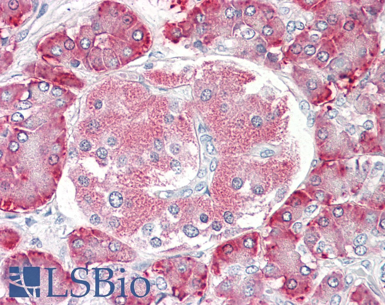 IHC-plus™ PDIA2 Antibody (aa477-489)