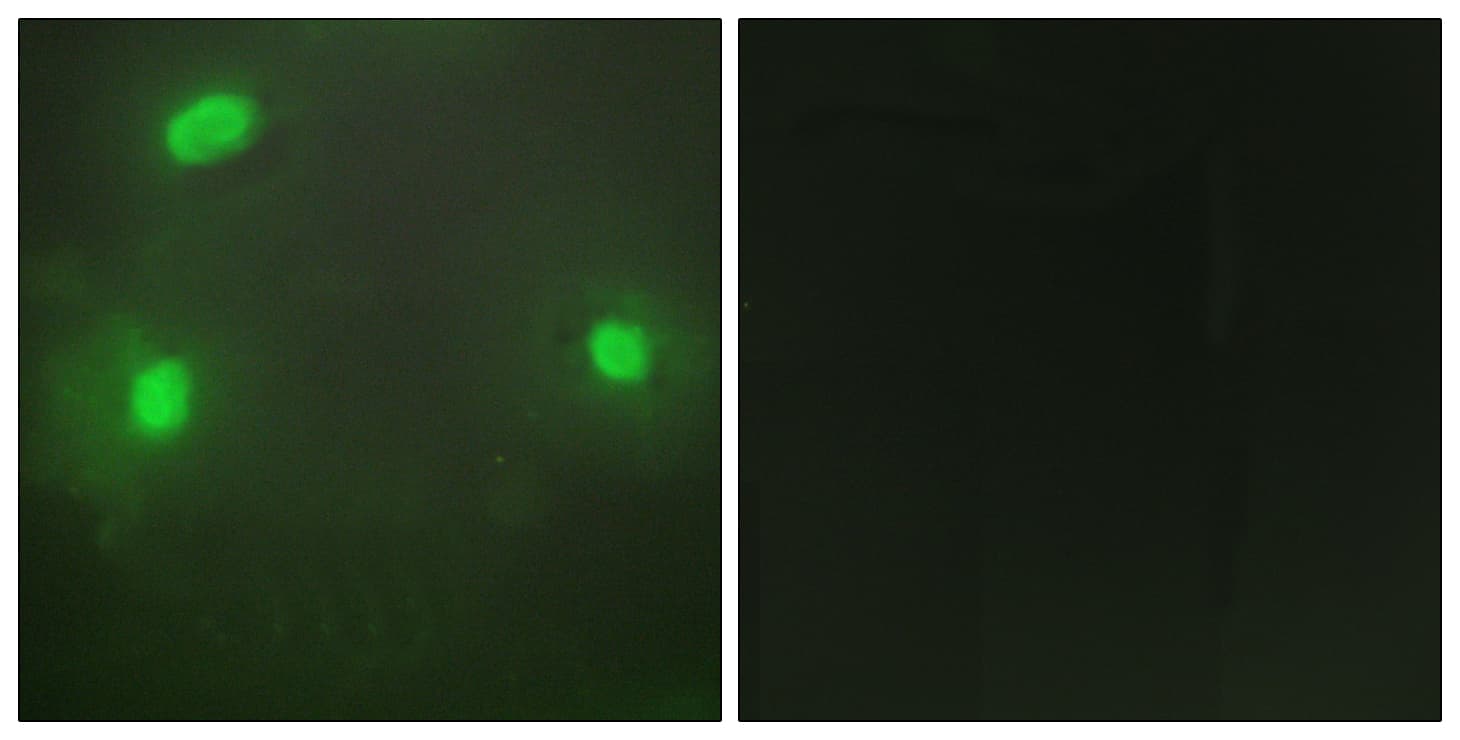 FEN1 Antibody (aa86-135)