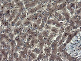 TSC22D1 / TSC22 Antibody (clone OTI4H8)