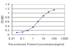 CREB3 / LZIP Antibody (clone 3H5)