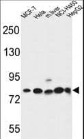 Gephyrin Antibody (aa437-466)