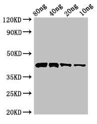 PLY1 / Pectate lyase 1 Antibody
