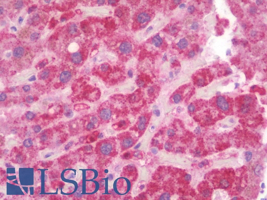 PathPlus™ Polyclonal Rabbit anti-Human DDC / DOPA Decarboxylase Antibody (IHC, IF, WB)