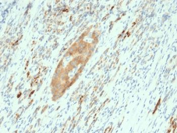 GAD65 Antibody (clone GAD2/2362, Ready-to-Use)