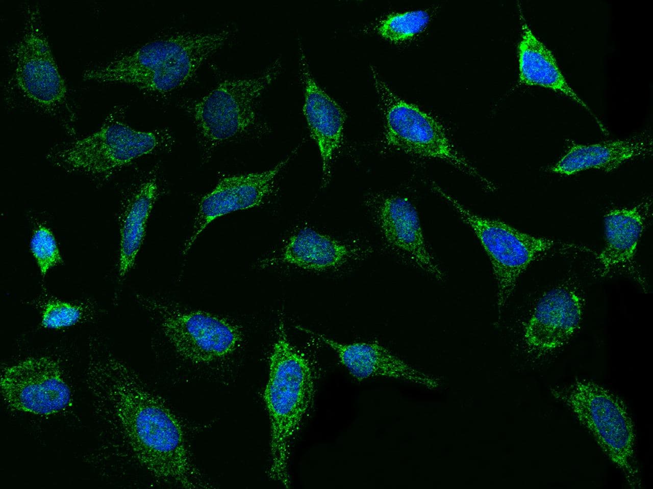 Polyclonal Rabbit anti-Human TXN2 / Thioredoxin 2 Antibody (Preservative Free, IHC, IF, WB)