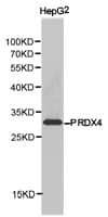Polyclonal Rabbit anti-Human PRDX4 / Peroxiredoxin 4 Antibody (IHC, WB)