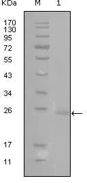 GATA3 Antibody (clone 1A10D1)