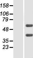FLVCR2 Protein (Over-Expression Lysate Myc-DDK (Flag))