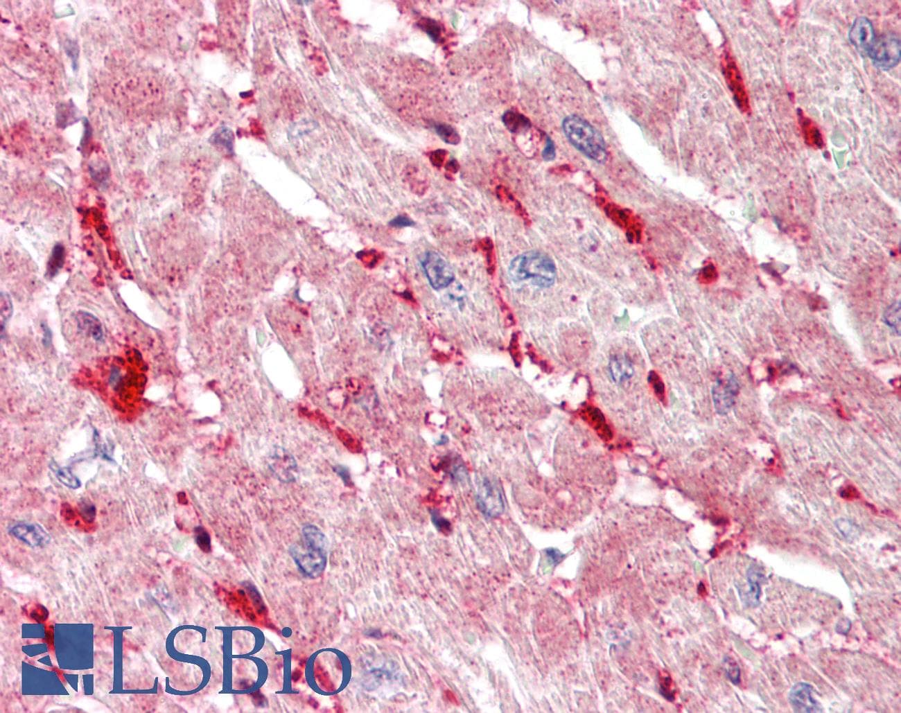SLC13A1 Antibody (aa170-219)