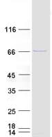 Human ZGPAT Protein (Recombinant Myc-DDK (Flag))