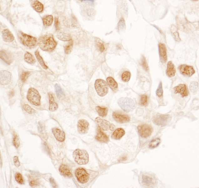 PPIG / Cyclophilin G Antibody (aa375-325)